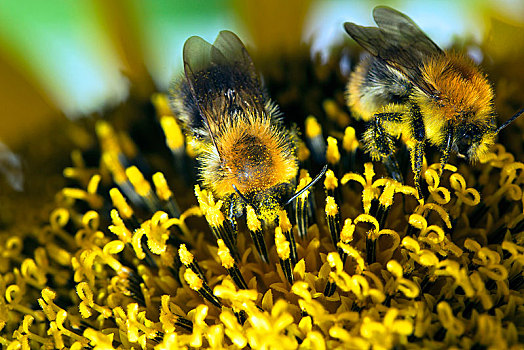 两个,嗡嗡叫,蜜蜂,熊蜂,收集,花蜜,花粉,向日葵,柏林,德国,欧洲