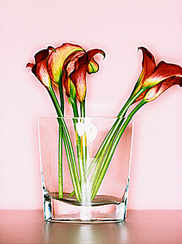 几个,马蹄莲,玻璃花瓶
