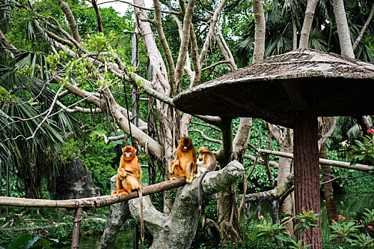 野生动物园里正在自由活动的金丝猴子