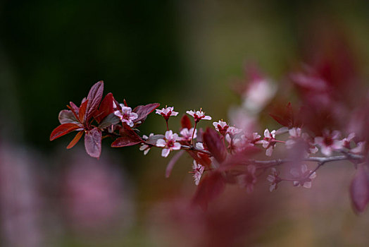 叶李,花开