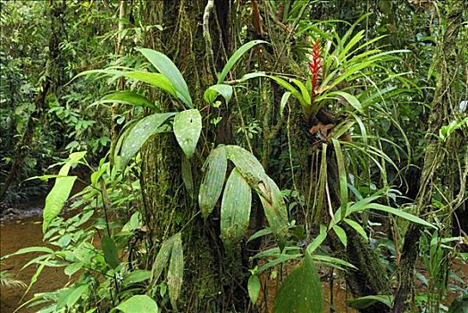 热带雨林,凤梨科植物,哥伦比亚