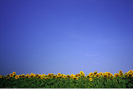 向日葵地,区域,法国