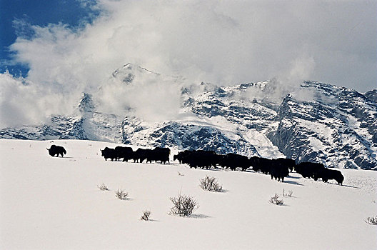 玉龙雪山下牦牛成群结队