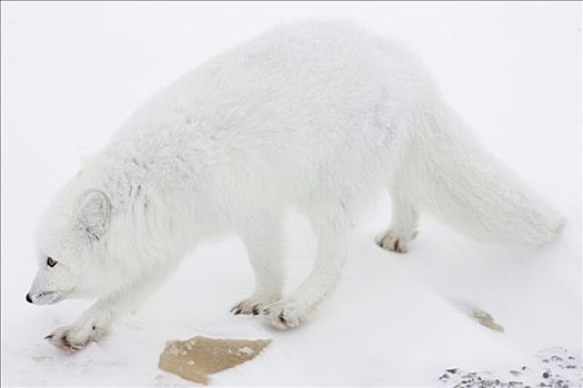 北极狐,哈得逊湾,海岸,加拿大