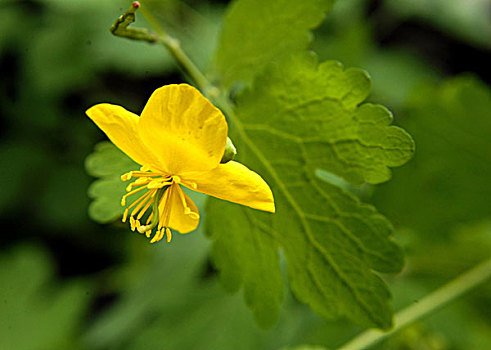 花,紫锥菊