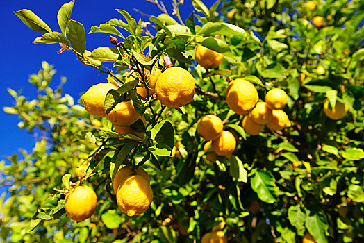 柠檬树,柑橘,柠檬,成熟,靠近,克里特岛,希腊,欧洲