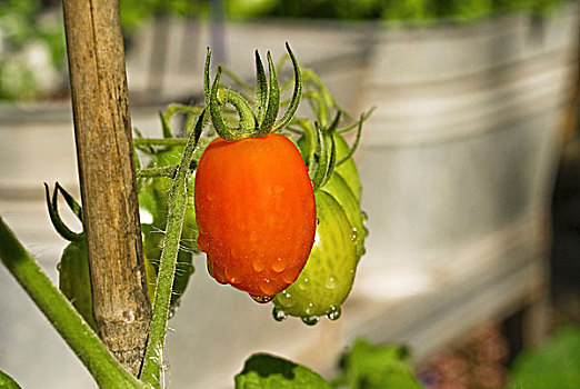 成熟,不熟,葡萄番茄,植物