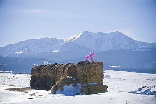 粉色,小马,干草堆,山峦,蒙大拿,美国