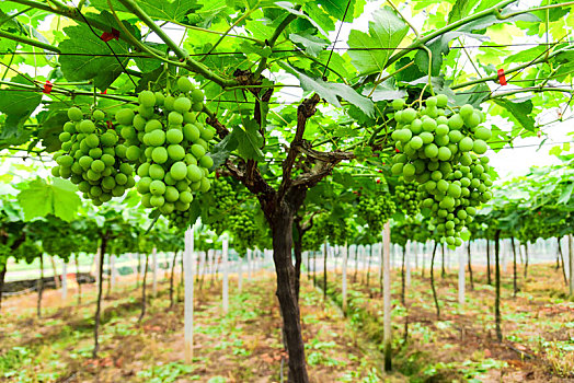 葡萄园里一串串未成熟的青葡萄绿葡萄