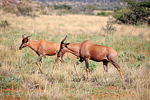 普通,转角牛羚,成年,一对,禁猎区,卡拉哈里沙漠,南非,非洲