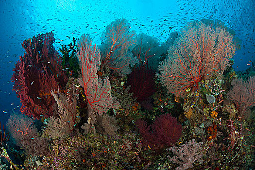 四王群岛,遮盖,柳珊瑚目,印度尼西亚
