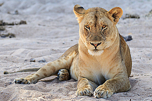 雌狮,狮子,休息,河边,沙子,南卢安瓜国家公园,赞比亚,非洲