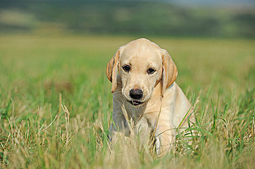 拉布拉多犬,黄色,小狗,9星期大,坐,草地