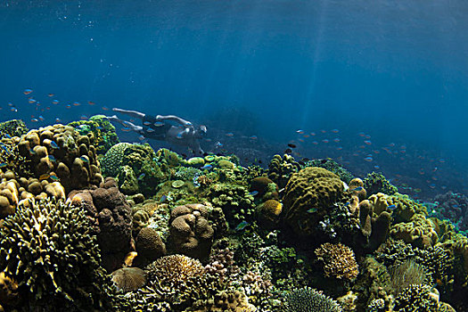 水下呼吸管,游泳,珊瑚礁