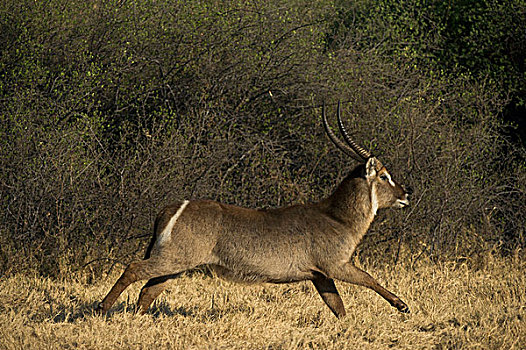 水羚,莫雷米禁猎区,奥卡万戈三角洲,博茨瓦纳