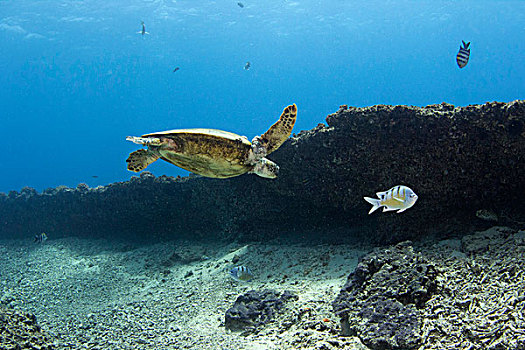 绿海龟,太平洋,龟类,湾,瓦胡岛,夏威夷,美国