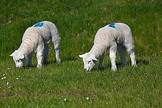 放牧,羊羔,幼小,家羊,绵羊,自然保护区,石荷州,德国,欧洲