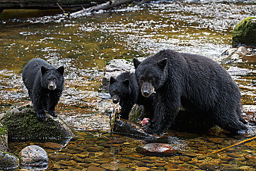 黑熊,美洲黑熊,女性,粉色,三文鱼,太平洋鲑属,大熊雨林,不列颠哥伦比亚省,加拿大