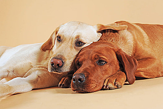 两个,拉布拉多犬,黄色,搂抱,卧