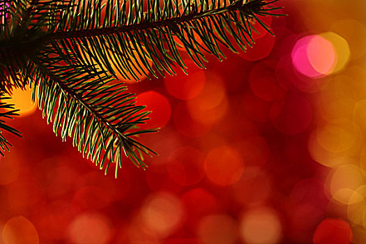 树枝,圣诞树,模糊,浅色背景