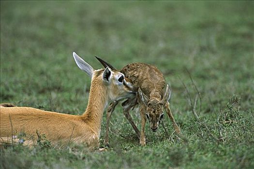 汤氏瞪羚,母兽,帮助,诞生,奋力,恩格罗恩格罗,保护区,坦桑尼亚,东非