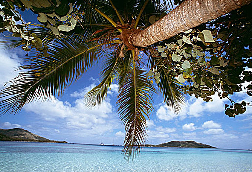 棕榈树,热带沙滩,斐济