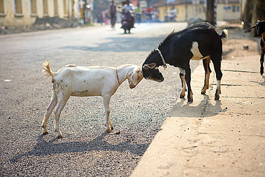 山羊,头部,街上,高知,喀拉拉,印度