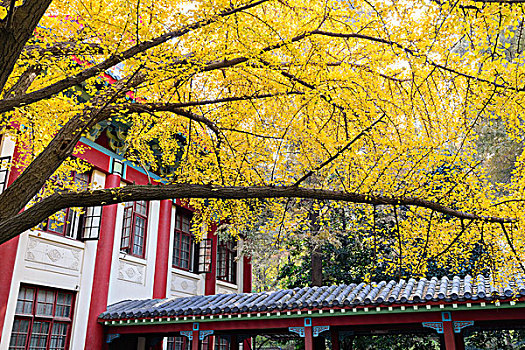 深秋的南京师范大学