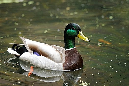 雄性,野鸭,绿头鸭,水中