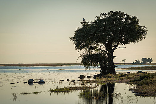 非洲鱼鹰,树上,河边