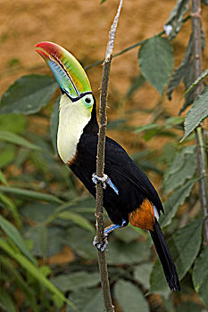捕鱼,巨嘴鸟,哥斯达黎加