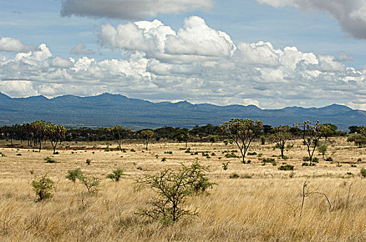非洲,肯尼亚