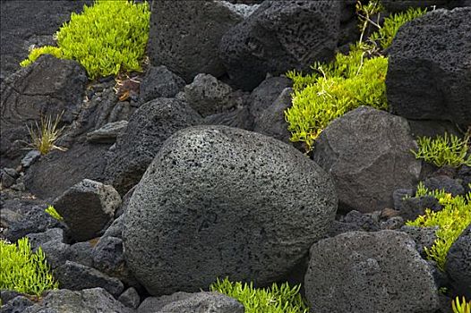 植被,火山岩,石头,皮库岛,亚述尔群岛,葡萄牙,大西洋