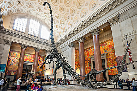 恐龙,骨骼,大都会艺术博物馆,曼哈顿,纽约,美国,北美