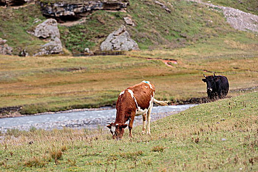 乔治亚,褐色,白色,母牛,放牧,地点