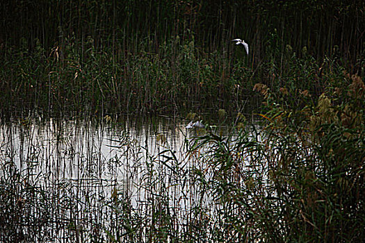 湿地候鸟