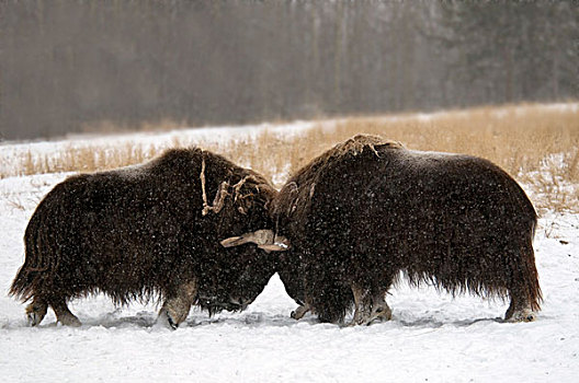 麝香,牛,两个,成年,争斗,雪,育空,加拿大