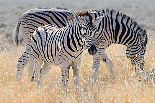 斑马,成年,小马,埃托沙国家公园,纳米比亚,非洲