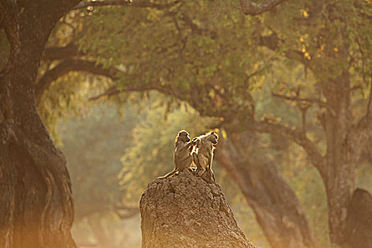狒狒,黄狒狒,后视图,国家公园,津巴布韦
