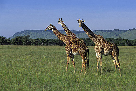 肯尼亚,马赛马拉,马萨伊,长颈鹿