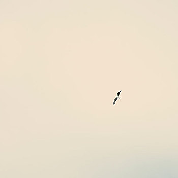 海鸥,阴天