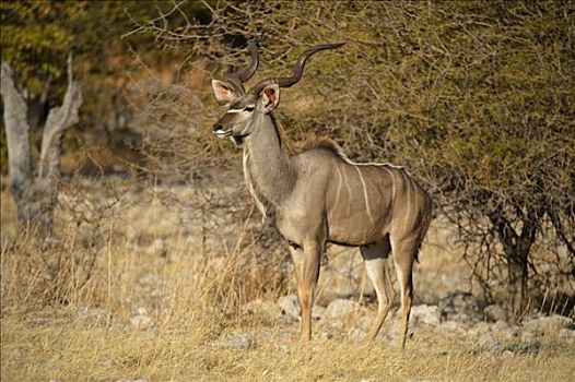 大捻角羚,靠近,水坑,埃托沙国家公园,纳米比亚,非洲