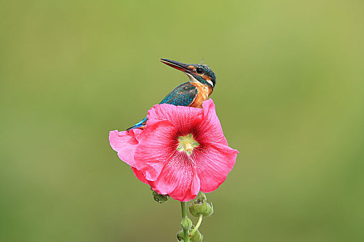 站在花朵上的翠鸟