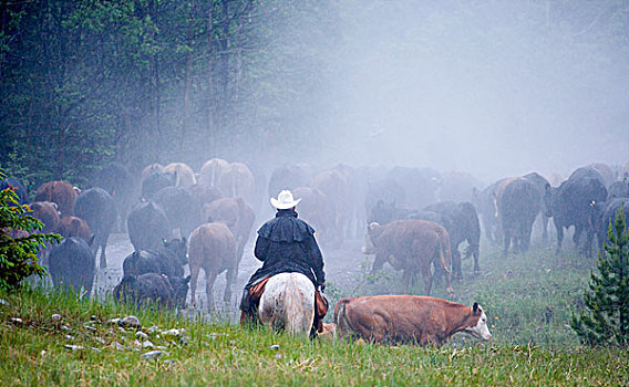 牛仔,牛,圈拢,南方,艾伯塔省,加拿大
