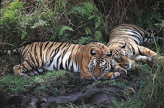 虎,孟加拉虎,濒危物种,哺乳动物,丛林,班德哈维夫国家公园,中央邦,印度,亚洲,动物