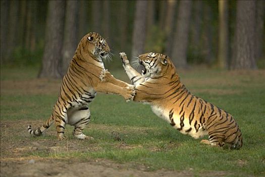 虎,一对,争斗