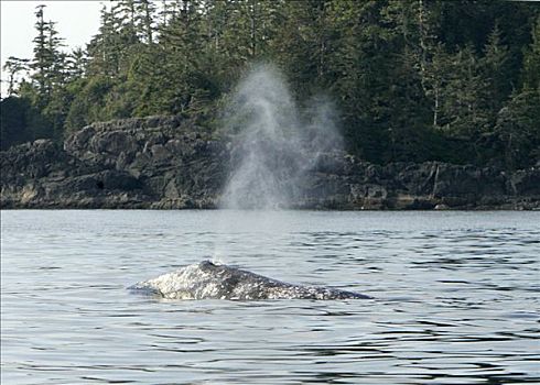 灰鲸,表面,温哥华岛,不列颠哥伦比亚省,加拿大