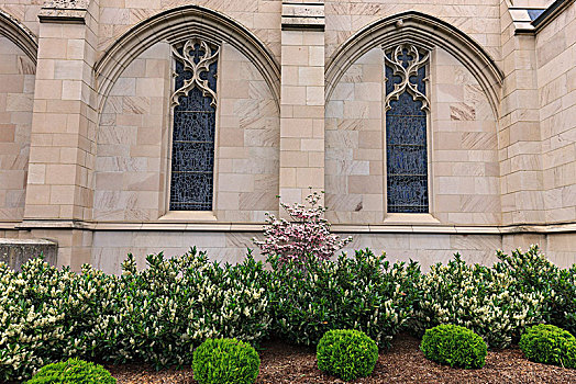 窗户,植物,靠近,教堂,侧面,斯波坎,华盛顿