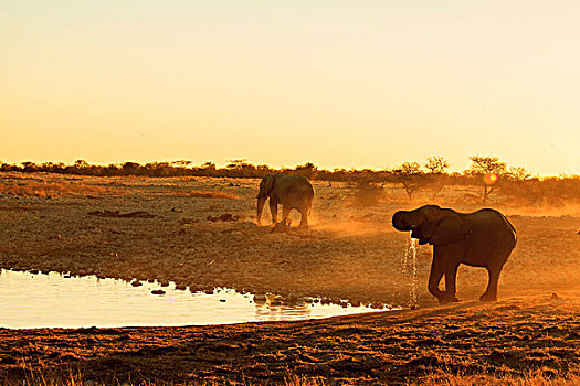 非洲象,雄性,埃托沙国家公园,纳米比亚,非洲