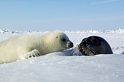 鞍纹海豹,冰,加拿大沿海诸省,加拿大